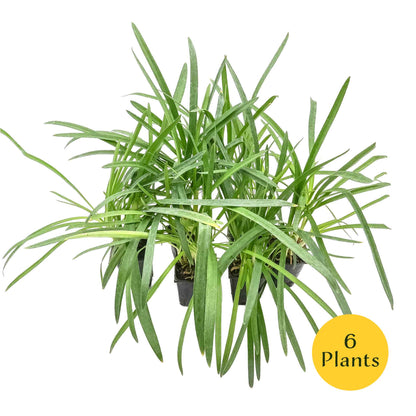 Peter Pan Agapanthus in 3.5” Nursery Cubes (Agapanthus ‘Peter Pan’)