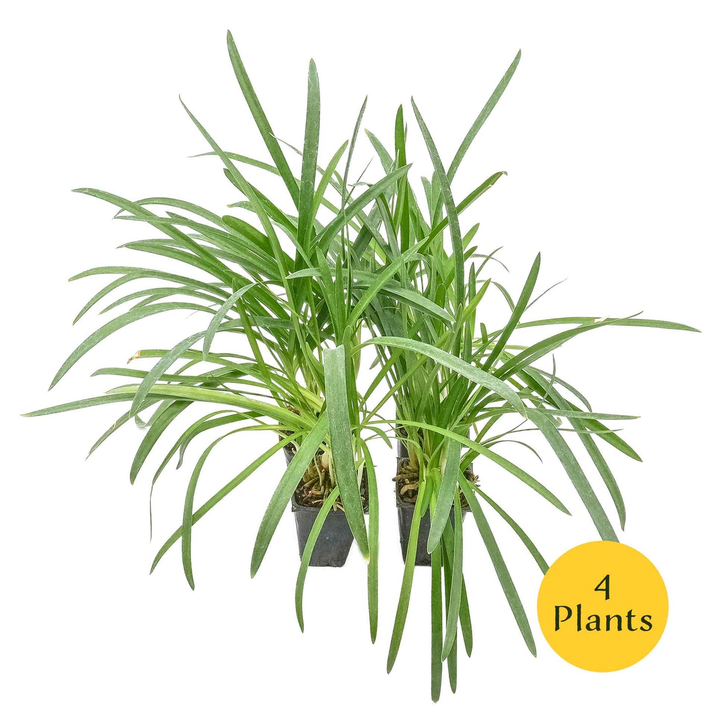 Peter Pan Agapanthus in 3.5” Nursery Cubes (Agapanthus ‘Peter Pan’)