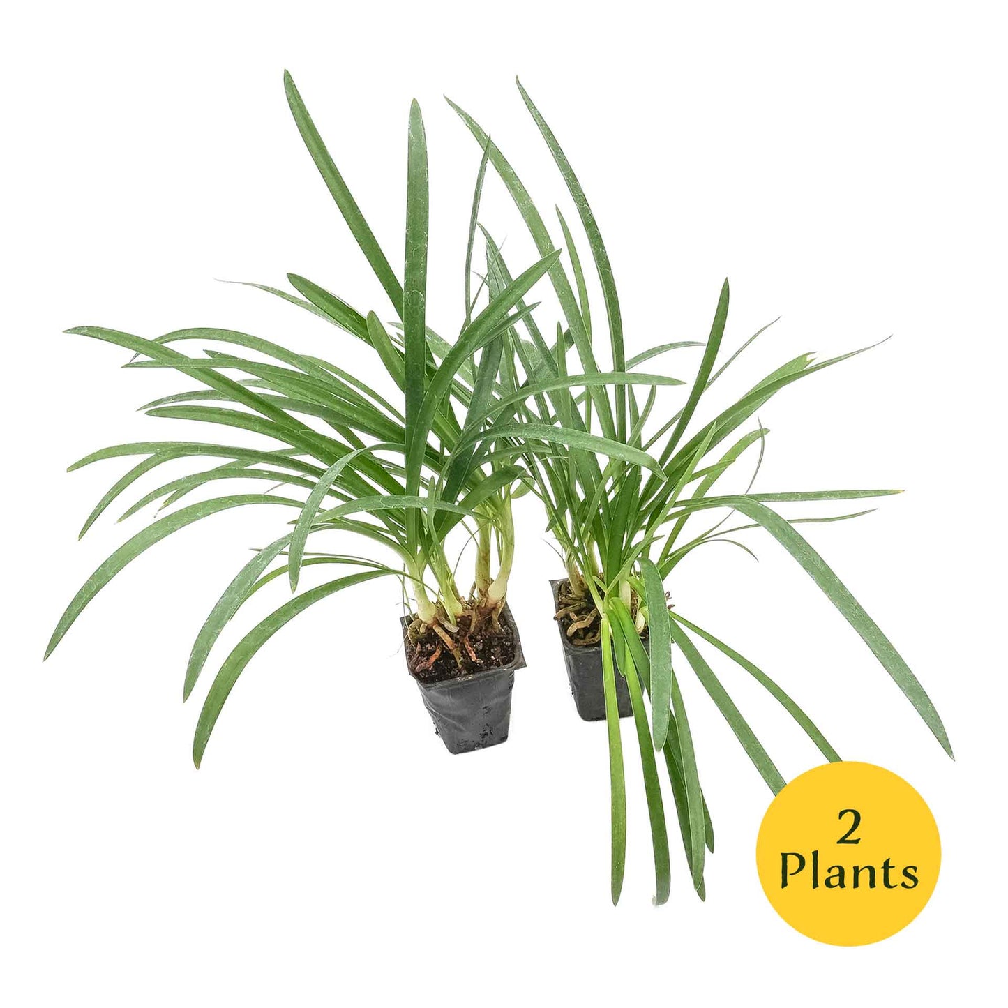 Peter Pan Agapanthus in 3.5” Nursery Cubes (Agapanthus ‘Peter Pan’)