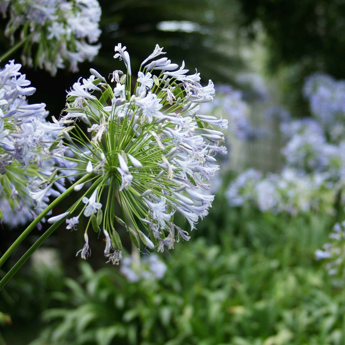 Peter Pan Agapanthus in 3.5” Nursery Cubes (Agapanthus ‘Peter Pan’)