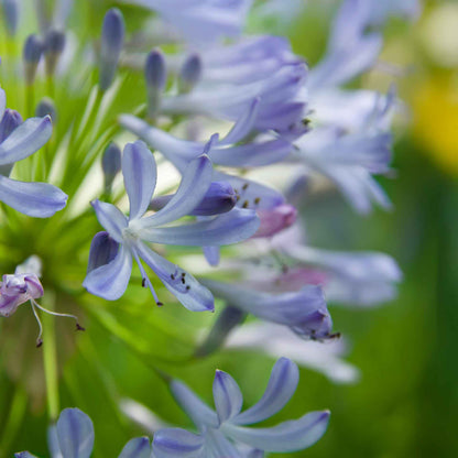 Peter Pan Agapanthus in 3.5” Nursery Cubes (Agapanthus ‘Peter Pan’)