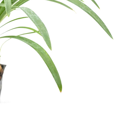 Peter Pan Agapanthus in 3.5” Nursery Cubes (Agapanthus ‘Peter Pan’)