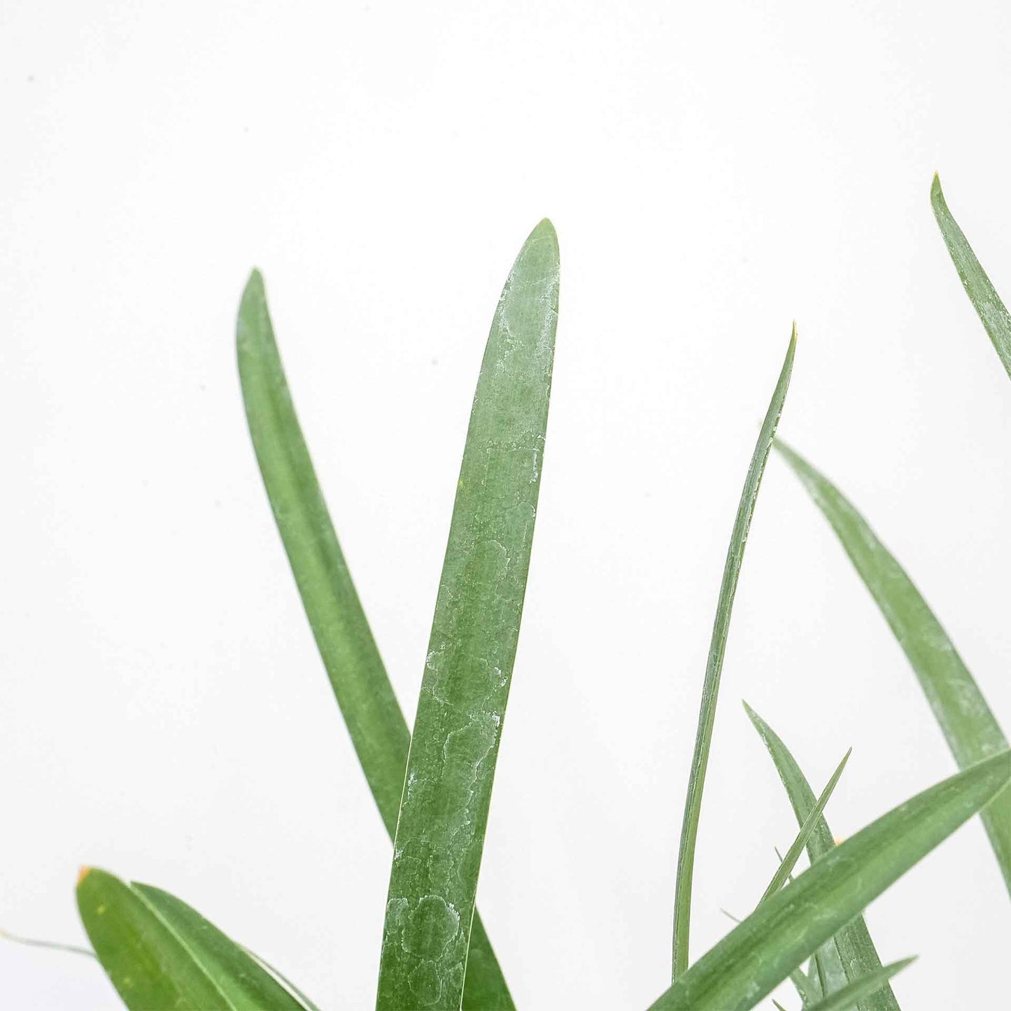 Peter Pan Agapanthus in 3.5” Nursery Cubes (Agapanthus ‘Peter Pan’)