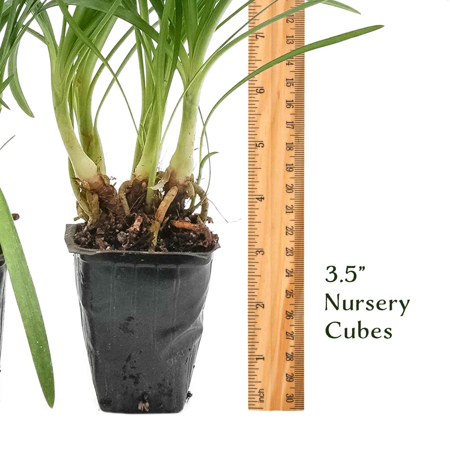 Peter Pan Agapanthus in 3.5” Nursery Cubes (Agapanthus ‘Peter Pan’)