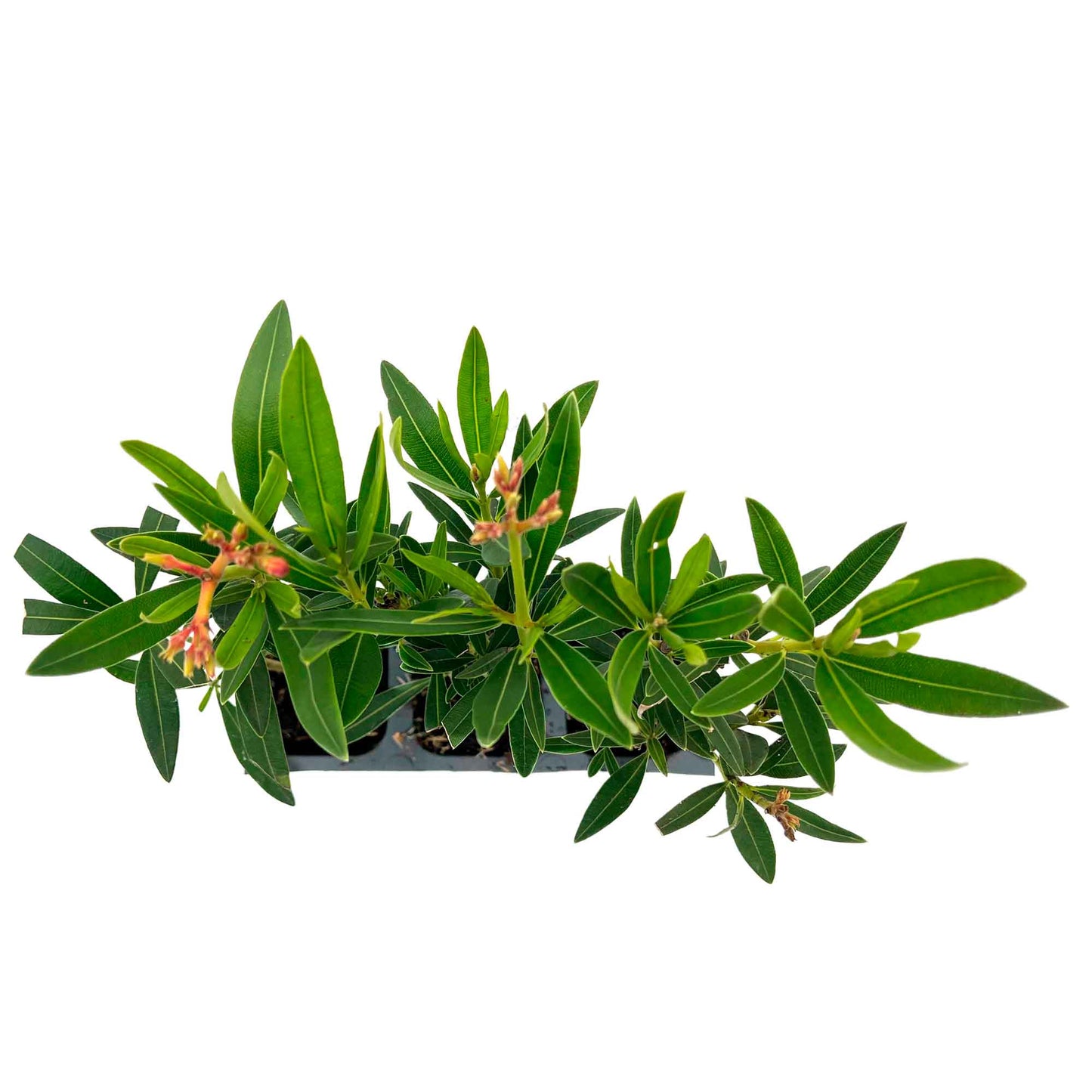 Petite Salmon Oleander (Nerium oleander ‘Petite Salmon’) in 2.5" Nursery Cubes