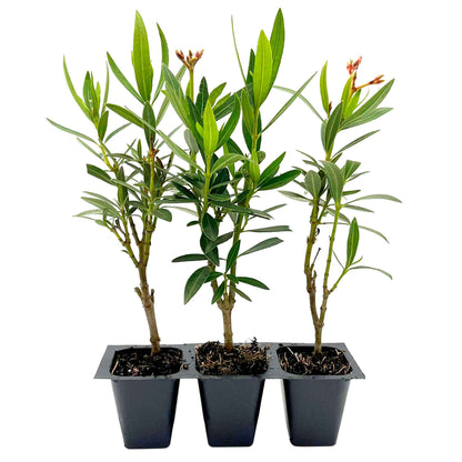 Petite Salmon Oleander (Nerium oleander ‘Petite Salmon’) in 2.5" Nursery Cubes