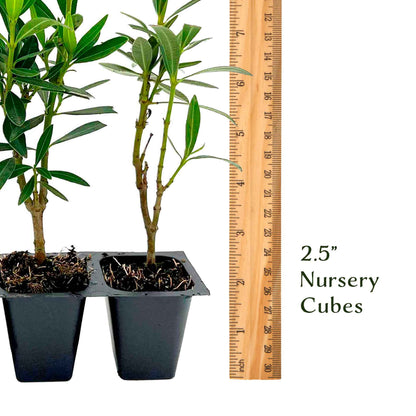 Petite Salmon Oleander (Nerium oleander ‘Petite Salmon’) in 2.5" Nursery Cubes