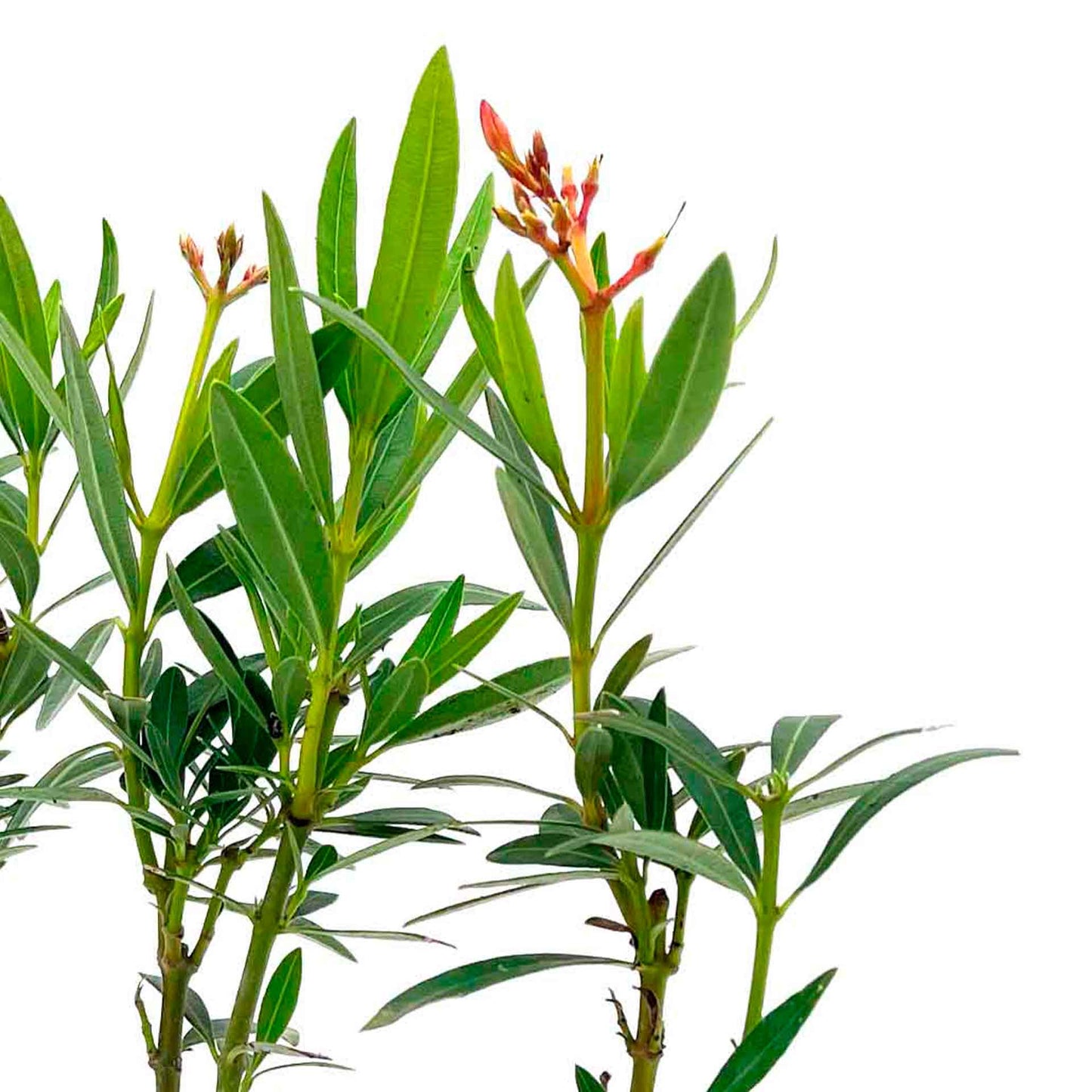 Petite Salmon Oleander (Nerium oleander ‘Petite Salmon’) in 2.5" Nursery Cubes