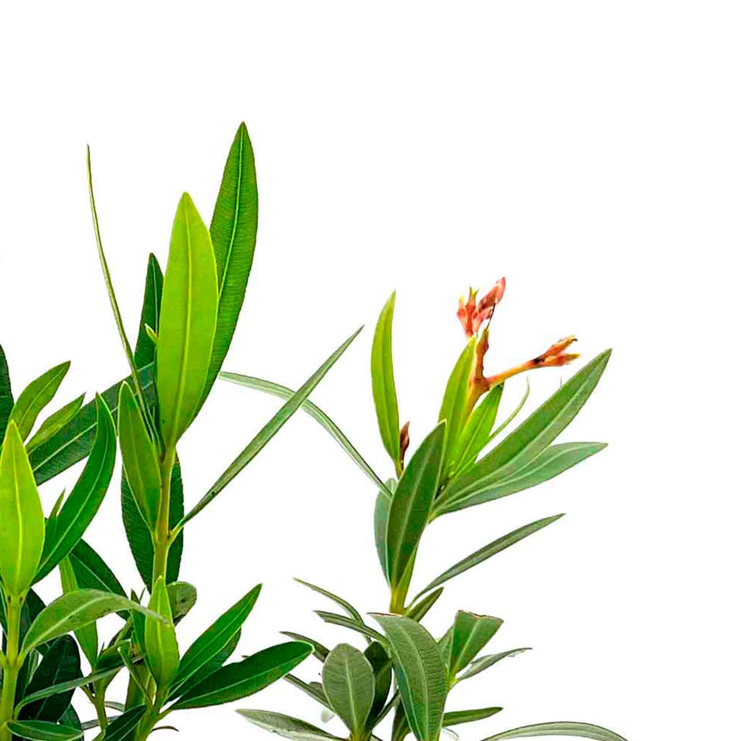 Petite Salmon Oleander (Nerium oleander ‘Petite Salmon’) in 2.5" Nursery Cubes