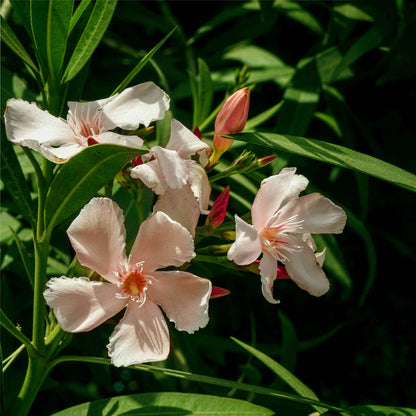 Petite Salmon Oleander (Nerium oleander ‘Petite Salmon’) in 2.5" Nursery Cubes