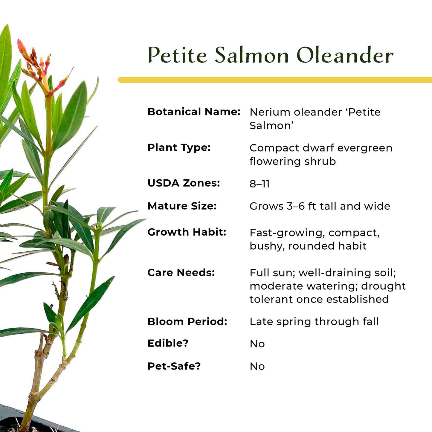 Petite Salmon Oleander (Nerium oleander ‘Petite Salmon’) in 2.5" Nursery Cubes