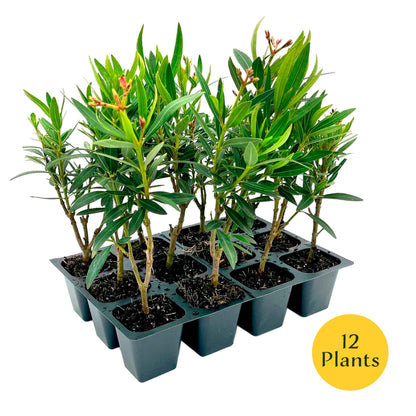 Petite Salmon Oleander (Nerium oleander ‘Petite Salmon’) in 2.5" Nursery Cubes