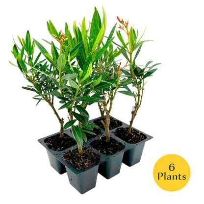 Petite Salmon Oleander (Nerium oleander ‘Petite Salmon’) in 2.5" Nursery Cubes