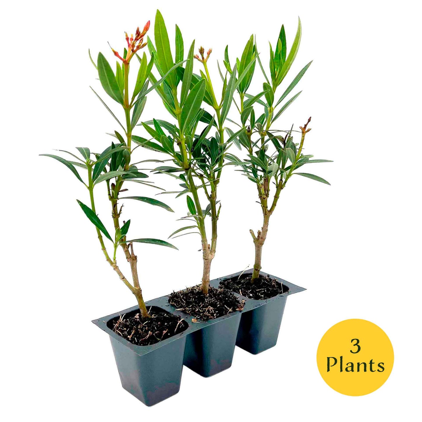 Petite Salmon Oleander (Nerium oleander ‘Petite Salmon’) in 2.5" Nursery Cubes