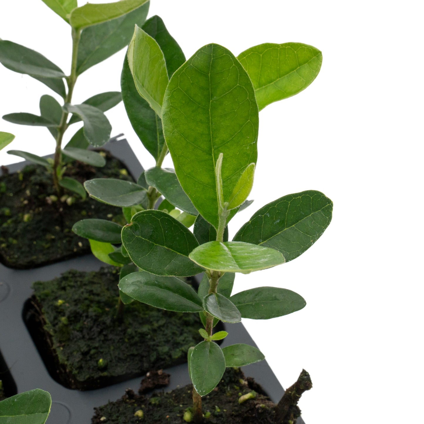 Pineapple Guava (Feijoa) Tree | Live Sapling in 2.5-inch Nursery Cube | Feijoa Sellowiana