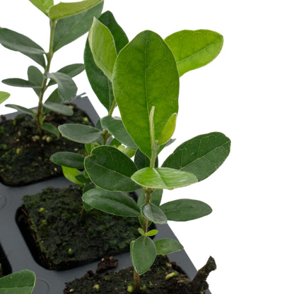 Pineapple Guava (Feijoa) Tree | Live Sapling in 2.5-inch Nursery Cube | Feijoa Sellowiana