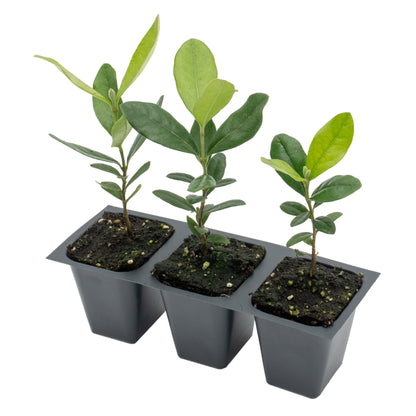 Pineapple Guava (Feijoa) Tree | Live Sapling in 2.5-inch Nursery Cube | Feijoa Sellowiana