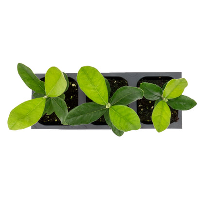 Pineapple Guava (Feijoa) Tree | Live Sapling in 2.5-inch Nursery Cube | Feijoa Sellowiana