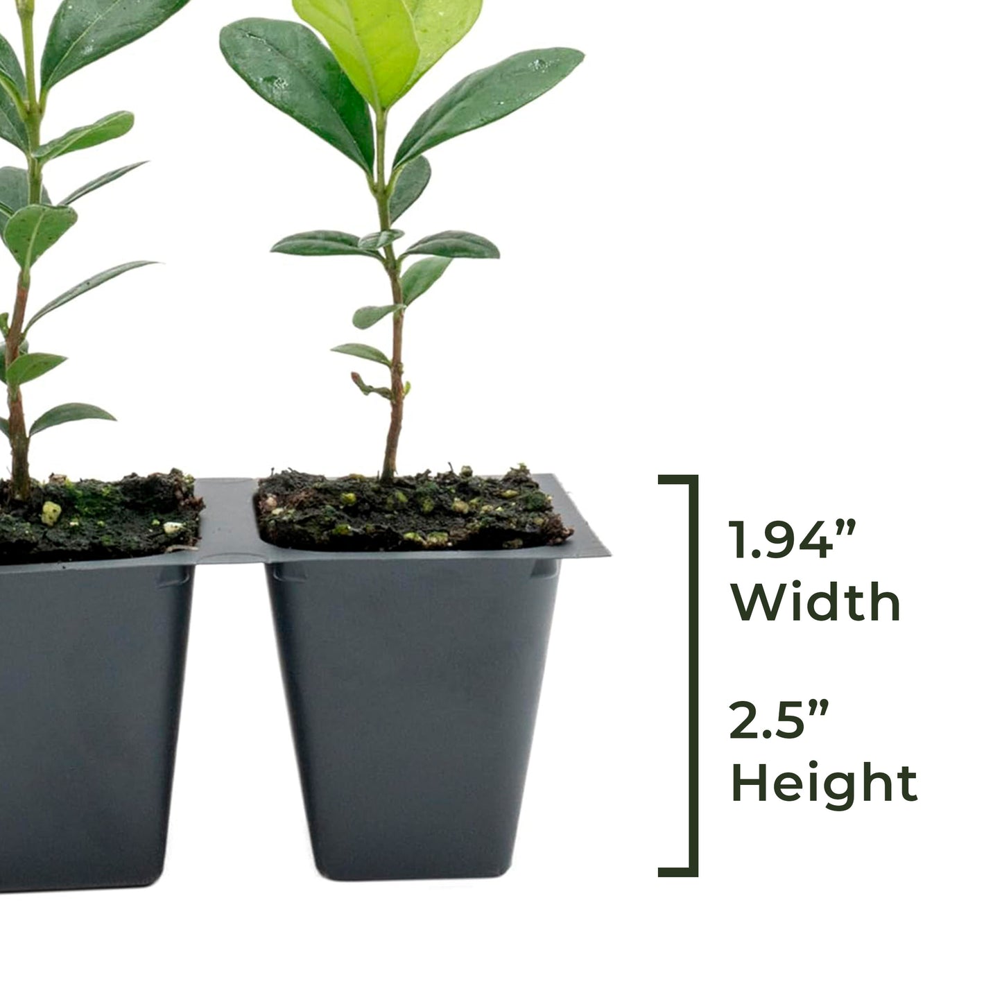 Pineapple Guava (Feijoa) Tree | Live Sapling in 2.5-inch Nursery Cube | Feijoa Sellowiana