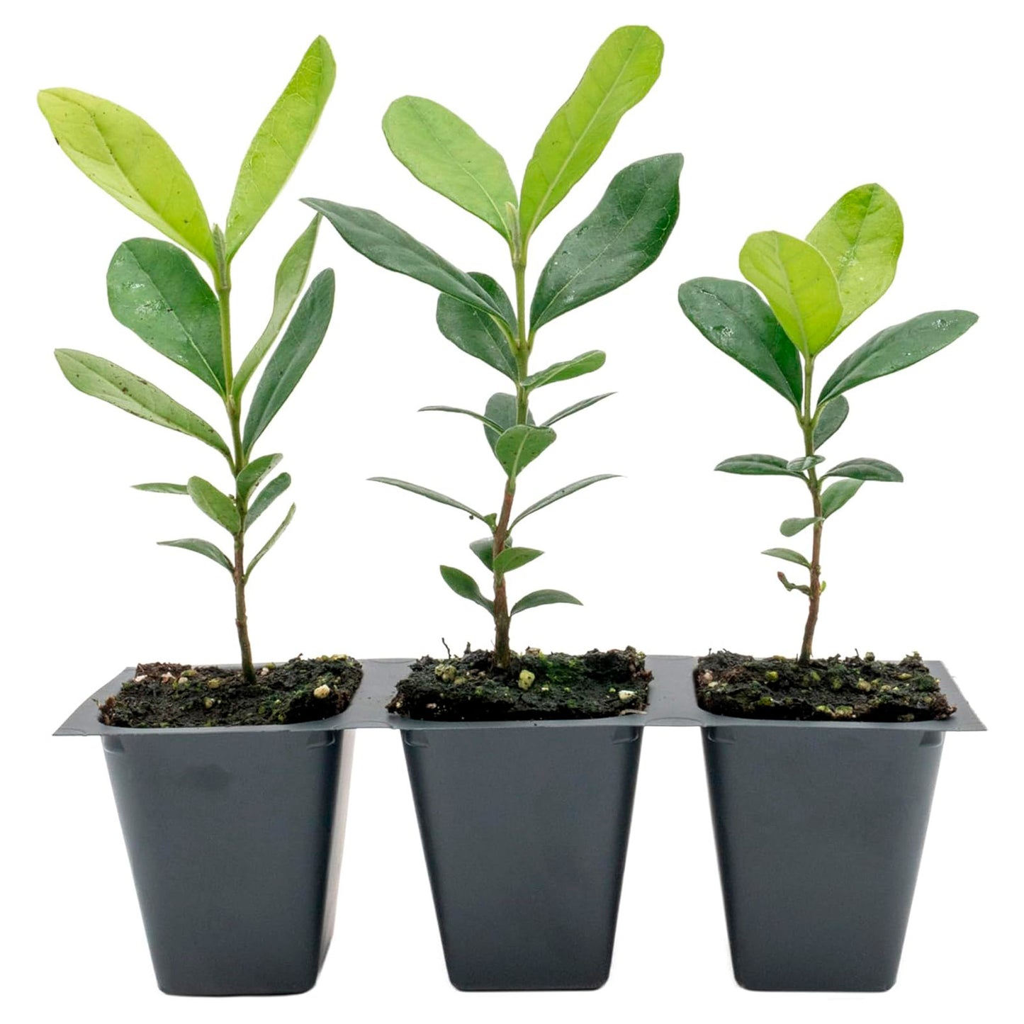 Pineapple Guava (Feijoa) Tree | Live Sapling in 2.5-inch Nursery Cube | Feijoa Sellowiana