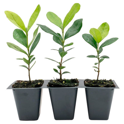 Pineapple Guava (Feijoa) Tree | Live Sapling in 2.5-inch Nursery Cube | Feijoa Sellowiana