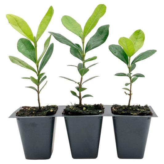 Pineapple Guava (Feijoa) Tree | Live Sapling in 2.5-inch Nursery Cube | Feijoa Sellowiana