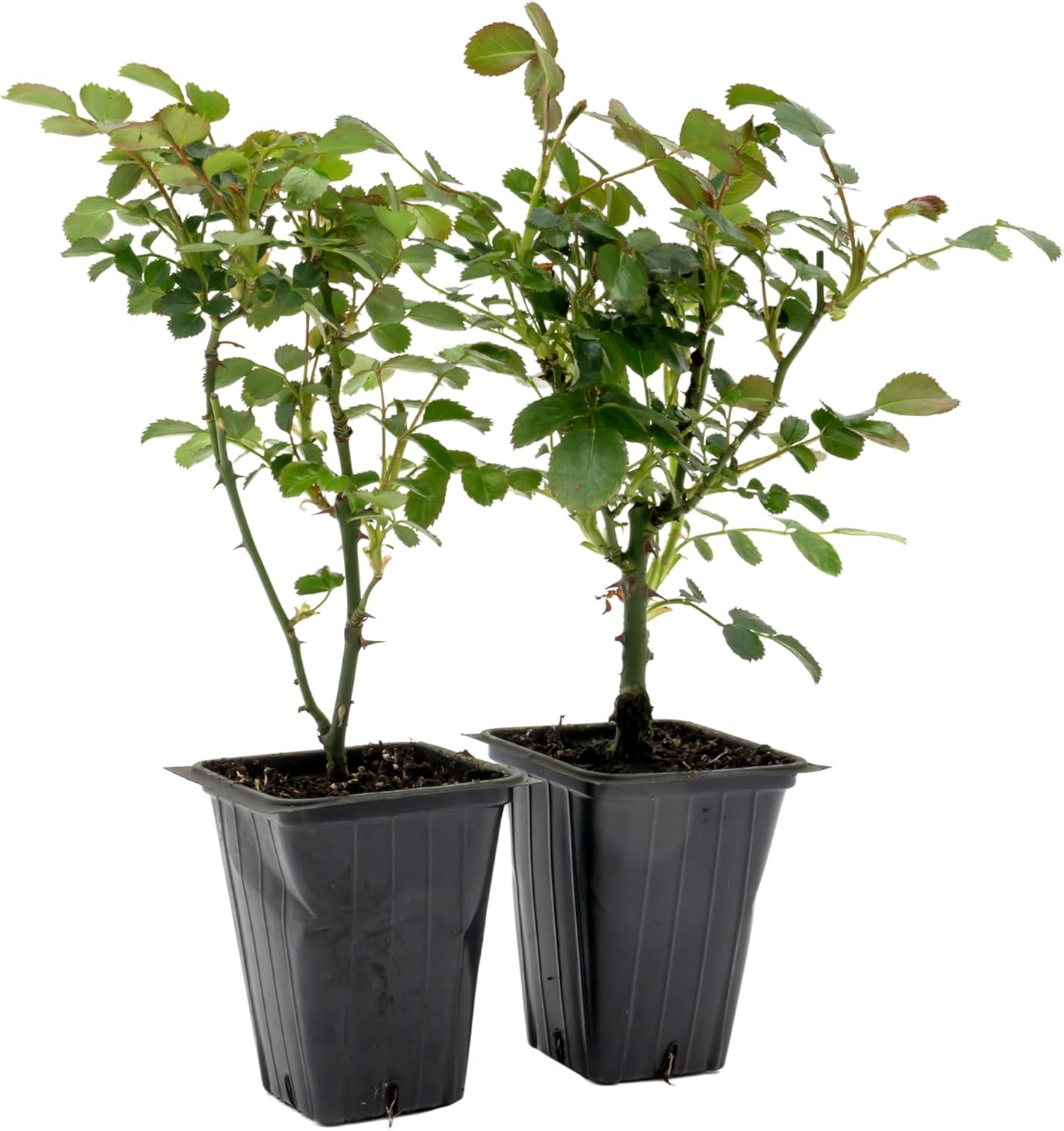 Pink Carpet Rose | Live Plant in 2.5 Inch Nursery Cube | Rosa ‘Flower Cover Pink’