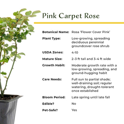 Pink Carpet Rose in 3.5” Nursery Cubes (Rosa ‘Flower Cover Pink’)