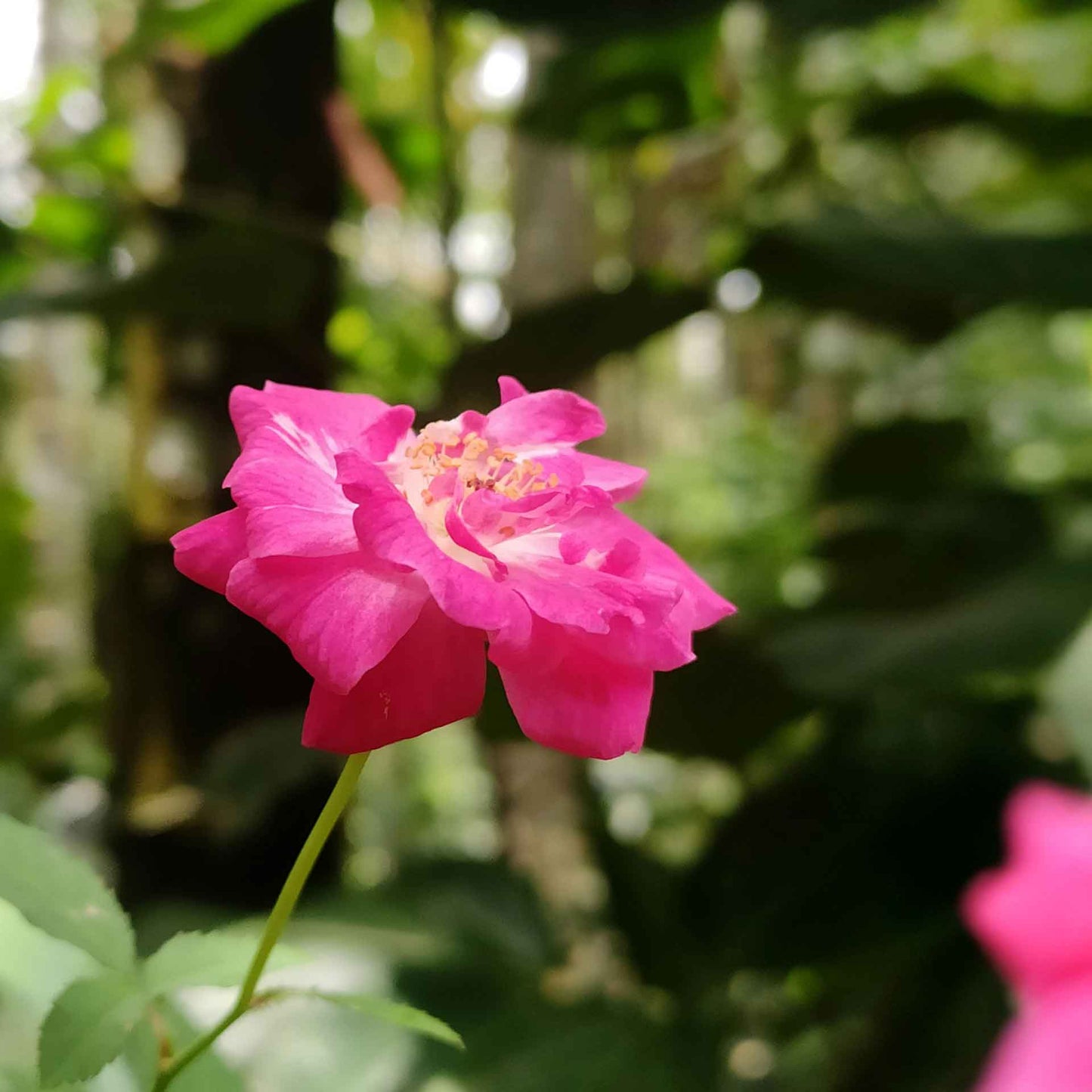Pink Carpet Rose in 3.5” Nursery Cubes (Rosa ‘Flower Cover Pink’)