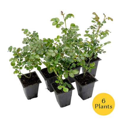 Pink Carpet Rose in 3.5” Nursery Cubes (Rosa ‘Flower Cover Pink’)