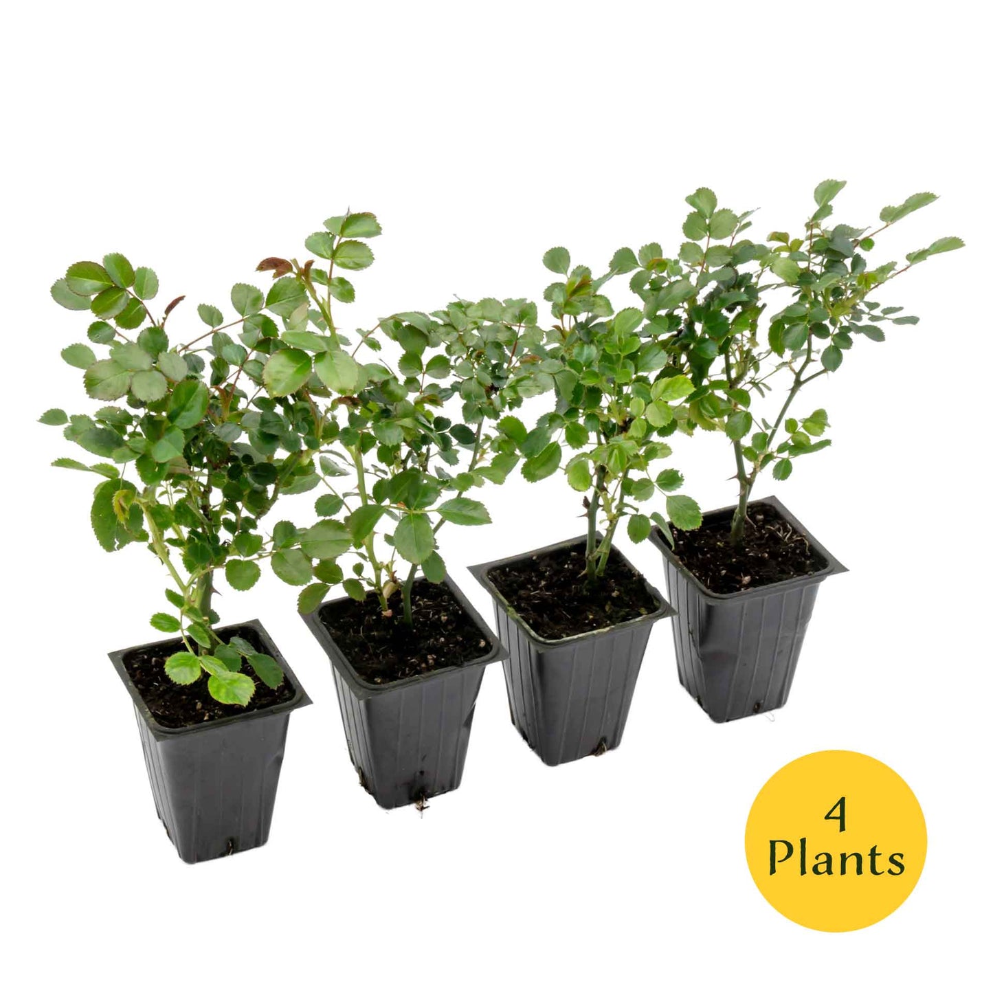 Pink Carpet Rose in 3.5” Nursery Cubes (Rosa ‘Flower Cover Pink’)