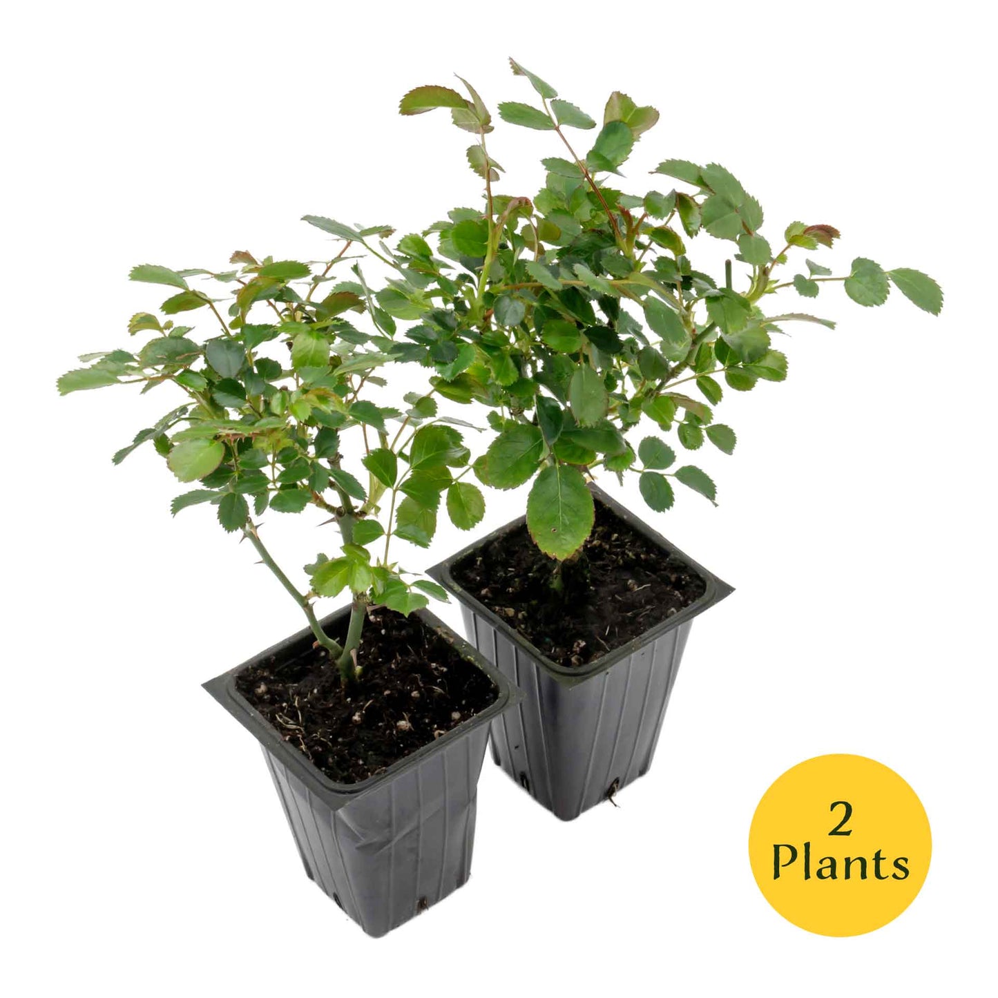 Pink Carpet Rose in 3.5” Nursery Cubes (Rosa ‘Flower Cover Pink’)