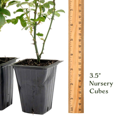 Pink Carpet Rose in 3.5” Nursery Cubes (Rosa ‘Flower Cover Pink’)