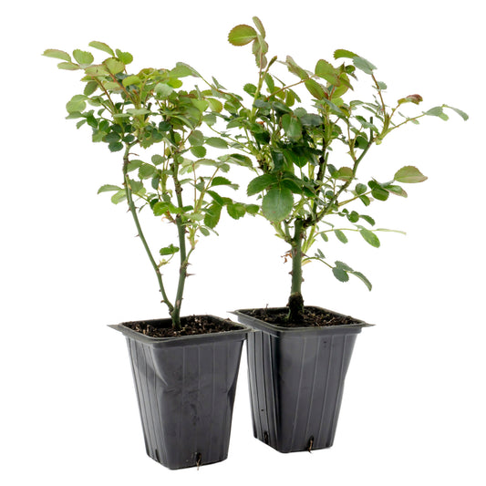 Pink Carpet Rose in 3.5” Nursery Cubes (Rosa ‘Flower Cover Pink’)