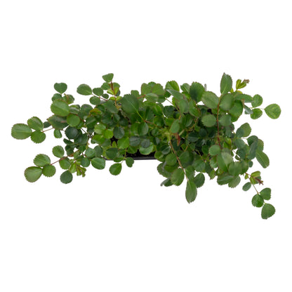 Pink Carpet Rose | Live Plant in 2.5 Inch Nursery Cube | Rosa ‘Flower Cover Pink’