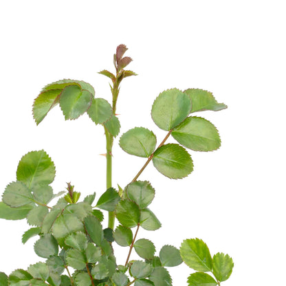 Pink Carpet Rose in 3.5” Nursery Cubes (Rosa ‘Flower Cover Pink’)
