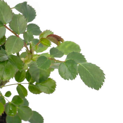 Pink Carpet Rose in 3.5” Nursery Cubes (Rosa ‘Flower Cover Pink’)