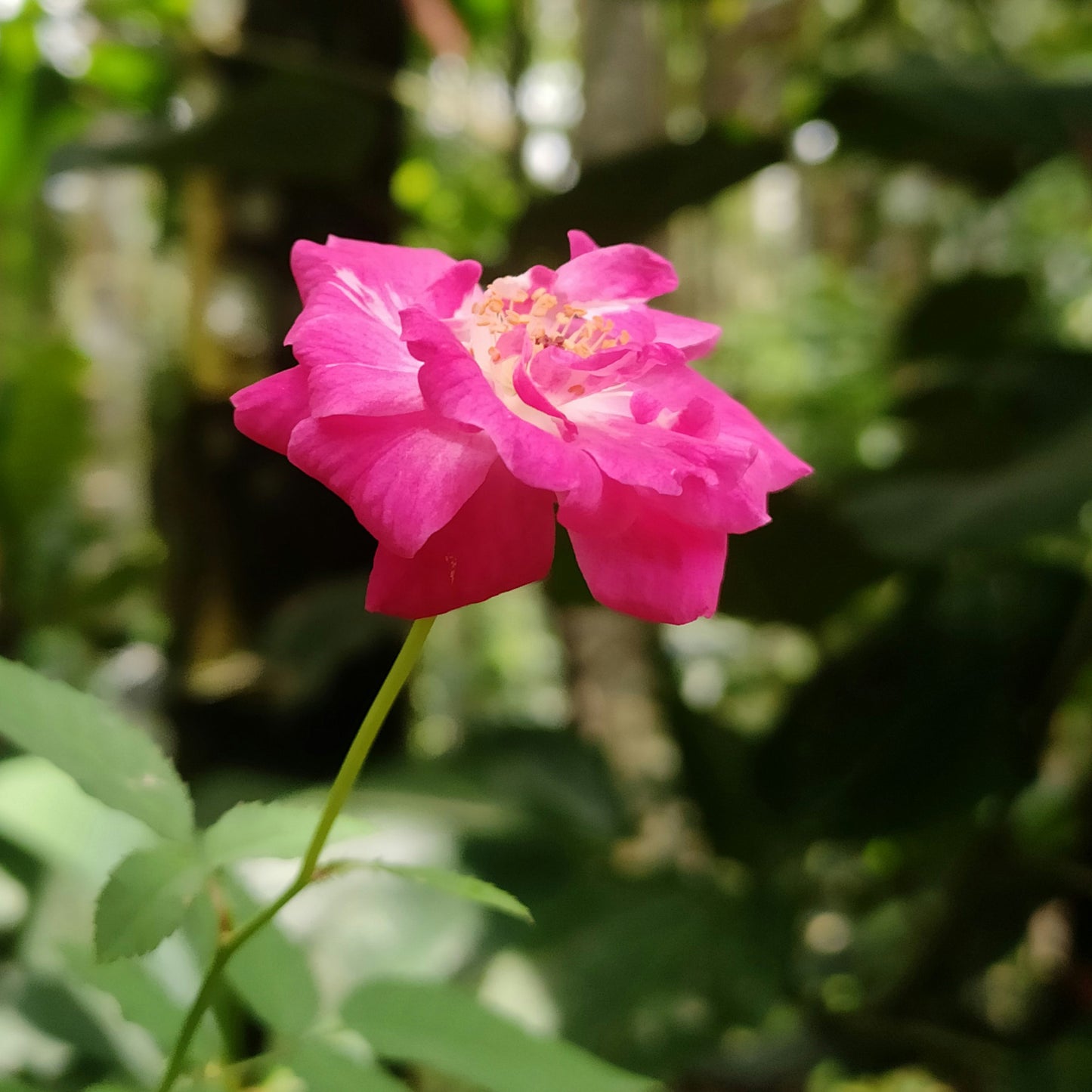 Pink Carpet Rose | Live Plant in 2.5 Inch Nursery Cube | Rosa ‘Flower Cover Pink’