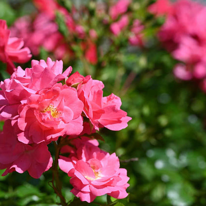 Pink Carpet Rose in 3.5” Nursery Cubes (Rosa ‘Flower Cover Pink’)