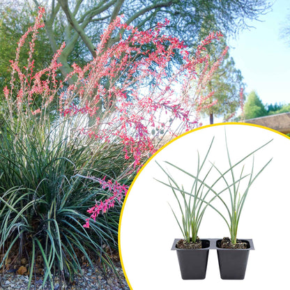 2 Pink Desert Yucca Succulents in Cubes (Hesperaloe parviflora 'Pink') Live Plants, Flowering Evergreen with Vibrant Red Flowering Spikes