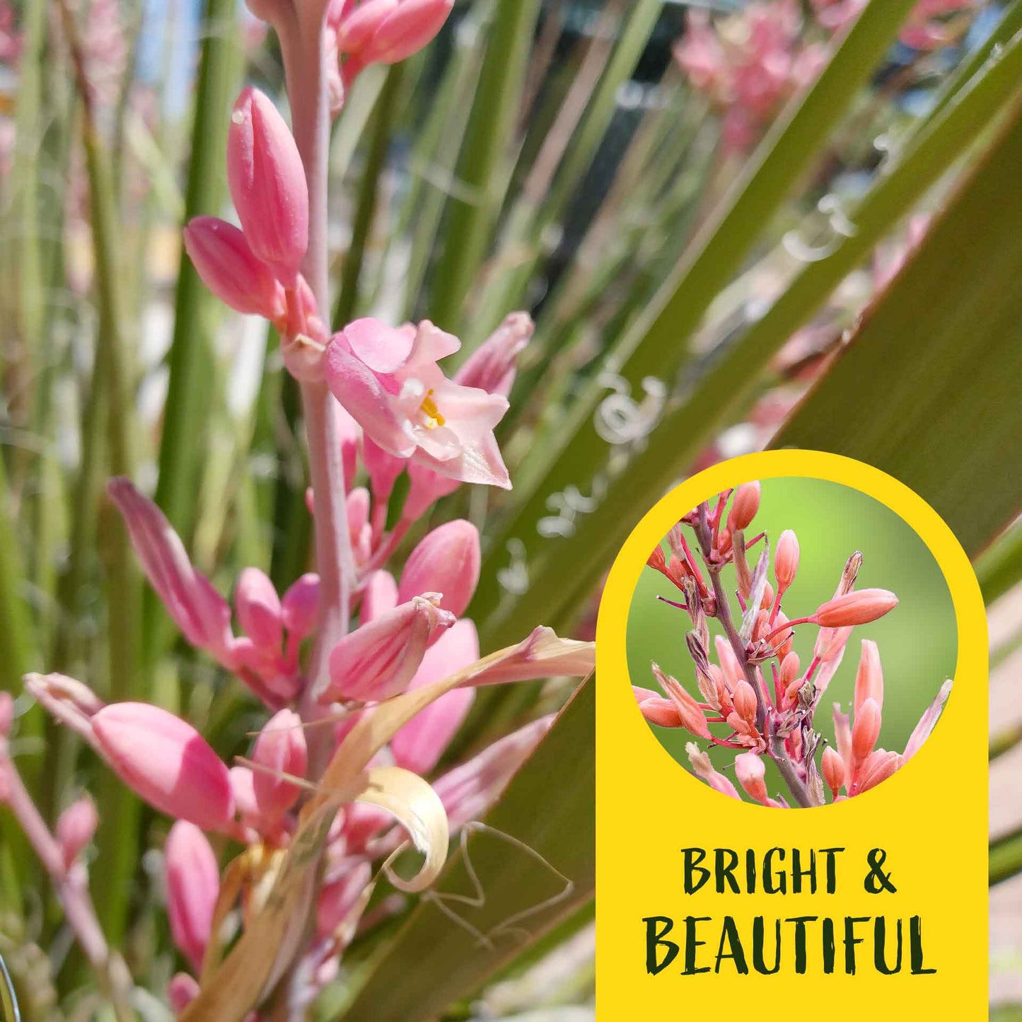 2 Pink Desert Yucca Succulents in Cubes (Hesperaloe parviflora 'Pink') Live Plants, Flowering Evergreen with Vibrant Red Flowering Spikes