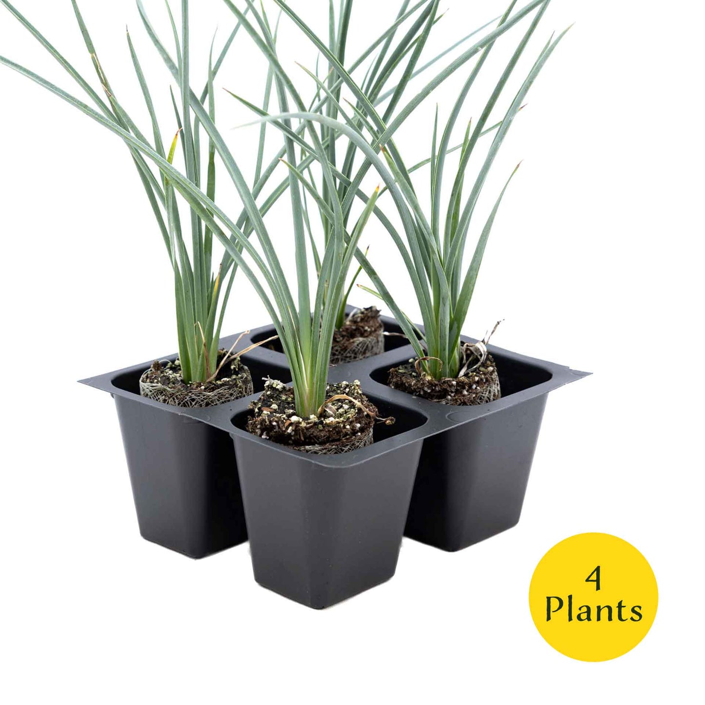 2 Pink Desert Yucca Succulents in Cubes (Hesperaloe parviflora 'Pink') Live Plants, Flowering Evergreen with Vibrant Red Flowering Spikes