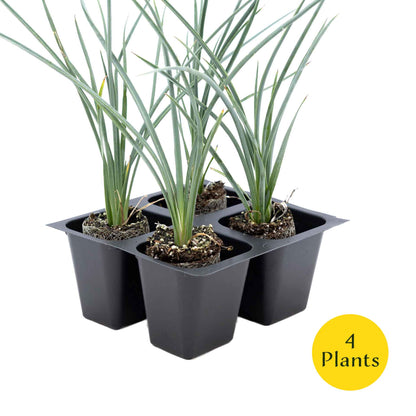2 Pink Desert Yucca Succulents in Cubes (Hesperaloe parviflora 'Pink') Live Plants, Flowering Evergreen with Vibrant Red Flowering Spikes