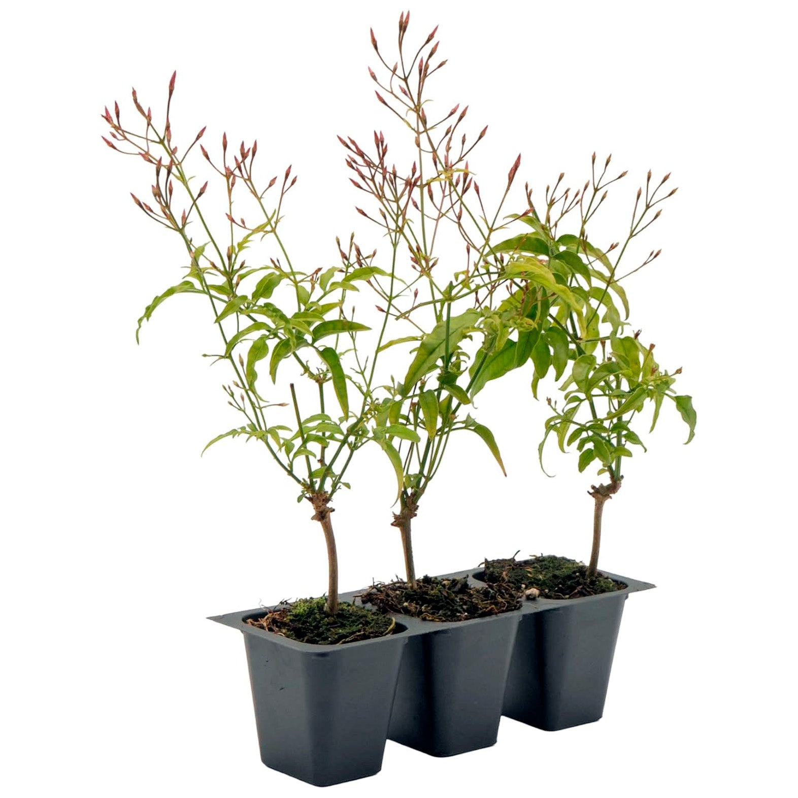 Pink Jasmine | Live Plant in 2.5 Inch Nursery Cube | Jasminum Polyanthum