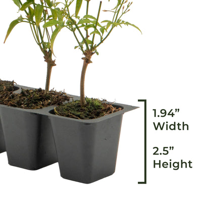 Pink Jasmine | Live Plant in 2.5 Inch Nursery Cube | Jasminum Polyanthum
