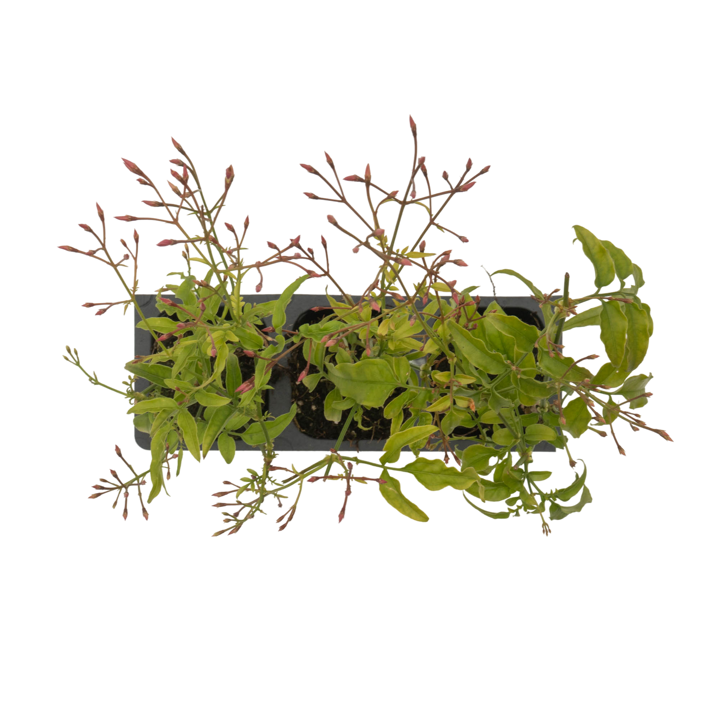 Pink Jasmine | Live Plant in 2.5 Inch Nursery Cube | Jasminum Polyanthum