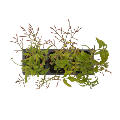 Pink Jasmine | Live Plant in 2.5 Inch Nursery Cube | Jasminum Polyanthum