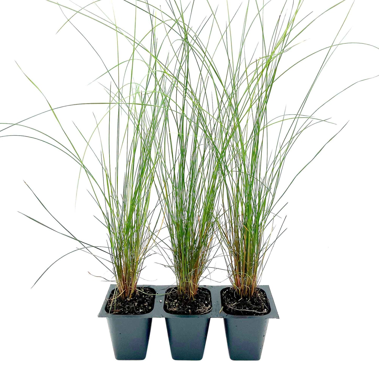 Pink Muhly Grass (Muhlenbergia capillaris) in 2.5" Nursery Cubes