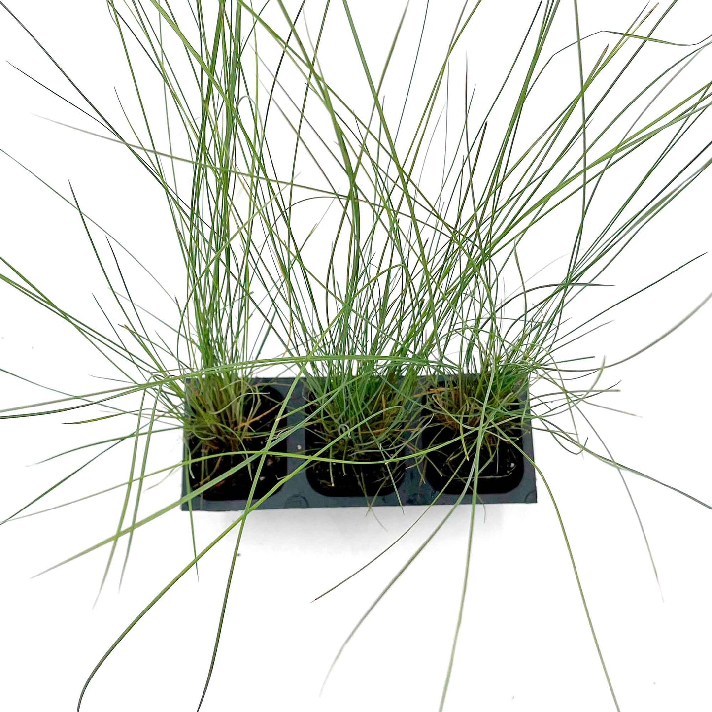 Pink Muhly Grass (Muhlenbergia capillaris) in 2.5" Nursery Cubes