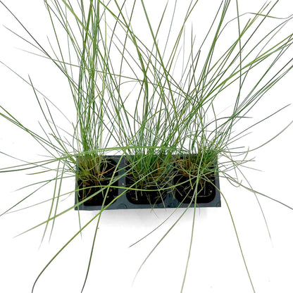 Pink Muhly Grass (Muhlenbergia capillaris) in 2.5" Nursery Cubes